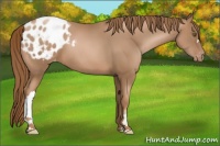 Horse Color:Liver Chestnut Pearl Appaloosa