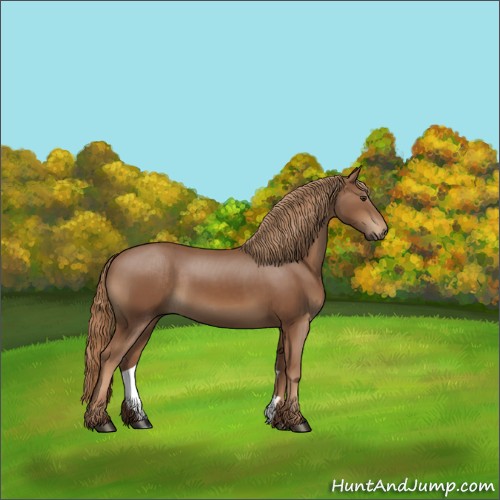 Horse Color:Chestnut 