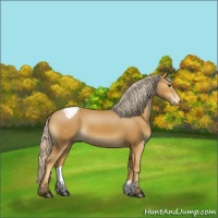 Horse Color:Palomino Appaloosa 