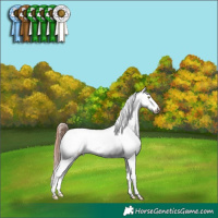 Horse Color:Amber Champagne Dun Appaloosa