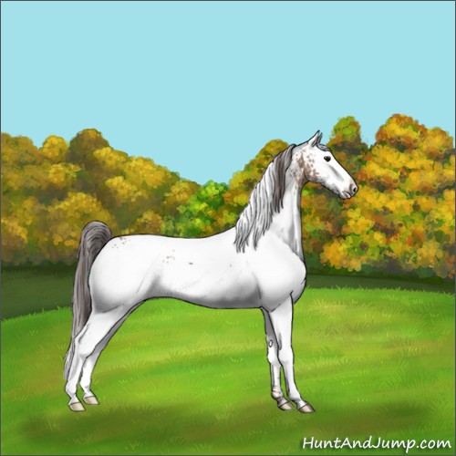 Horse Color:White Spotted Classic Champagne Appaloosa 
