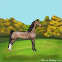 Horse Color:Brown Dun 