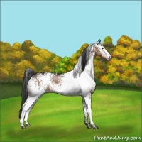 Horse Color:White Spotted Brown Dun 