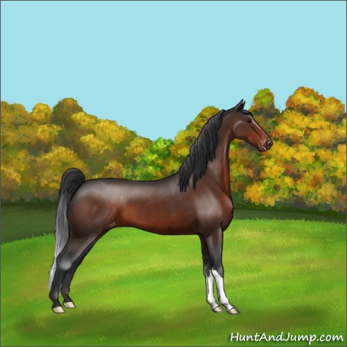Horse Color:Brown Appaloosa