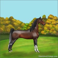 Horse Color:Brown Appaloosa 