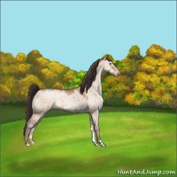 Horse Color:Sable Champagne Dun 