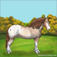 Horse Color:Gold Champagne Onyx Sabino Varnish Rabicano 