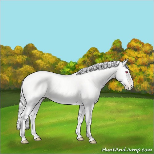 Horse Color:Silver Sable Cream Champagne Chinchilla Pearl Onyx Rabicano 