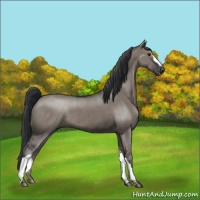 Horse Color:Grullo Brindle