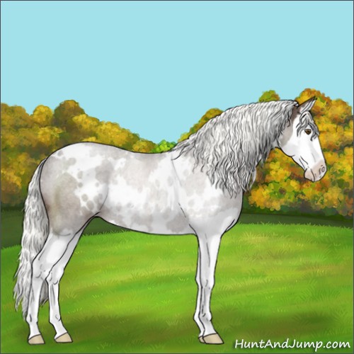 Horse Color:White Spotted Liver Chestnut Splash Rabicano 