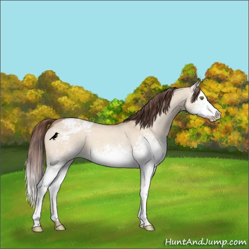 Horse Color:White Spotted Amber Champagne Dun Appaloosa