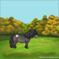 Horse Color:Grullo Varnish 