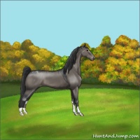Horse Color:Grullo Appaloosa 