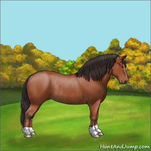 Horse Color:Bay Rabicano 