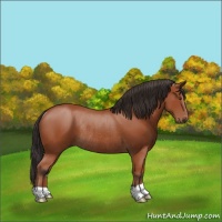 Horse Color:Bay Rabicano 