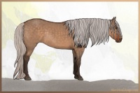 Horse Color:Silver Brown Dun Rabicano 