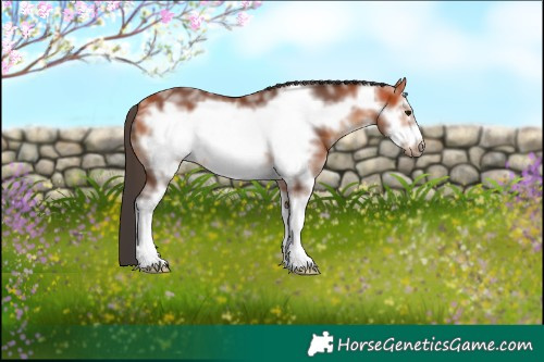 Horse Color:Bay Sabino Frame 