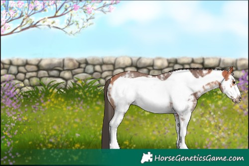 Horse Color:Bay Sabino Frame 