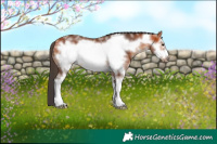 Horse Color:Bay Sabino Frame