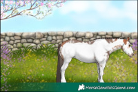 Horse Color:Bay Sabino Frame