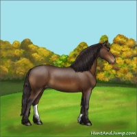 Horse Color:Buckskin Appaloosa Rabicano 