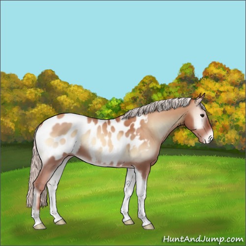 Horse Color:Silver Classic Champagne Onyx Tobiano Blanket Rabicano 