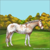 Horse Color:Silver Classic Champagne Onyx Tobiano Blanket Rabicano