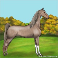 Horse Color:Liver Red Dun Rabicano 