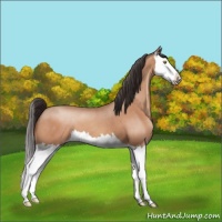 Horse Color:Sable Champagne Splash 