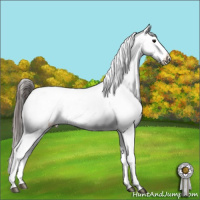 Horse Color:Grullo Mushroom Appaloosa Rabicano Brindle 