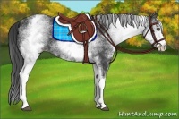 Horse Color:White Spotted Smoky Black