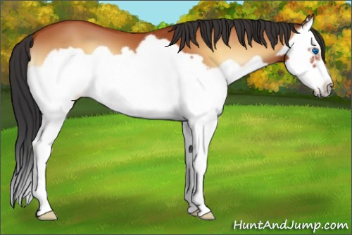 Horse Color:Bay Onyx Splash Frame