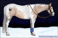 Horse Color:Amber Champagne Splash Tobiano 