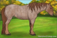 Horse Color:Red Roan
