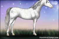 Horse Color:Plaid  Amber Champagne Appaloosa 