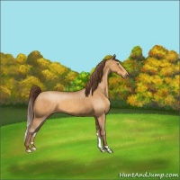 Horse Color:Sable Cream Champagne Appaloosa 