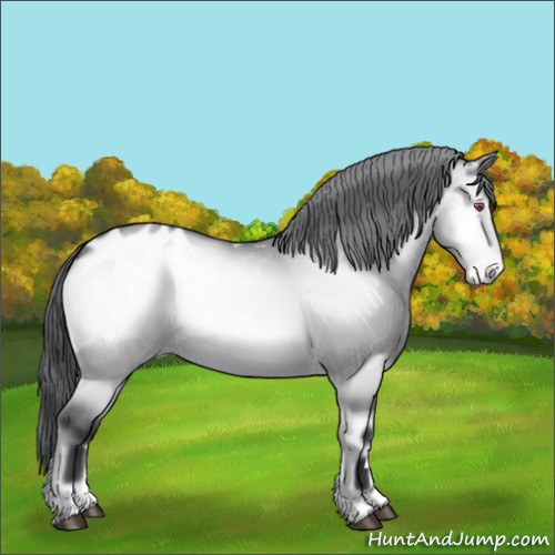 Horse Color:Bay Chinchilla Onyx Appaloosa