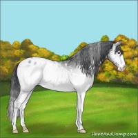 Horse Color:White Spotted Brown Chinchilla Onyx Appaloosa Brindle 