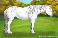 Horse Color:White Spotted Liver Chestnut Splash Varnish 