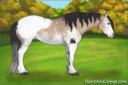 Horse Color:White Spotted Brown Dun Sabino Appaloosa 