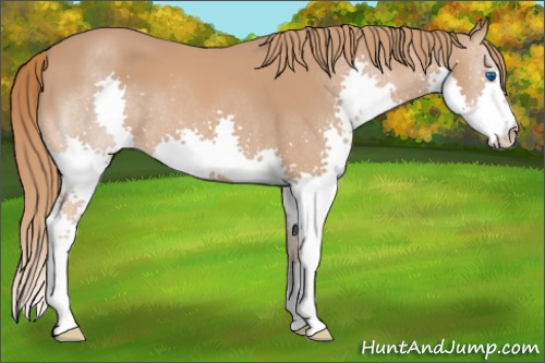 Horse Color:Chestnut Splash