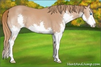 Horse Color:Chestnut Splash 