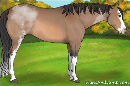Horse Color:White Spotted Bay Sabino Splash Rabicano 