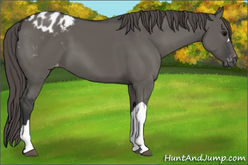 Horse Color:Grullo Varnish 