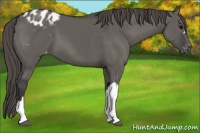 Horse Color:Grullo Varnish 