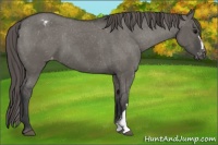 Horse Color:Grullo Varnish 