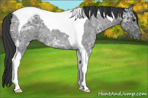 Horse Color:Blue Ice Roan Tobiano Appaloosa 