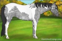 Horse Color:Blue Ice Roan Tobiano Appaloosa 