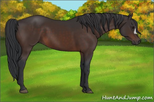 Horse Color:Brown 