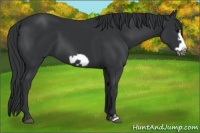 Horse Color:Black Frame